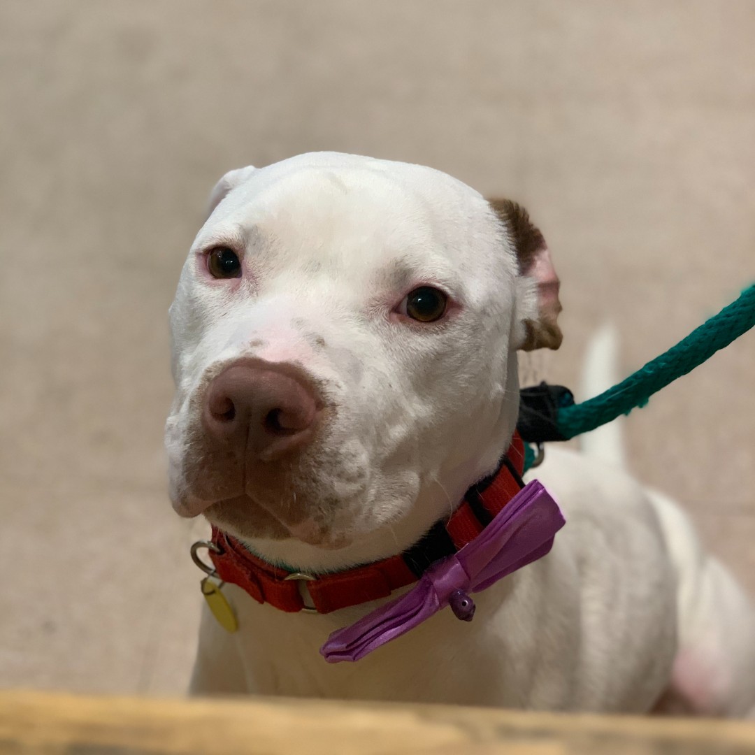 PSPCA's tweet image. Pepe is all dressed up with no place to go...&amp;amp; he is in need of a job. This super smart boy is looking for an active adoptive or foster home ASAP to keep him mentally and physically stimulated.

There is no easy way to say it, he is deteriorating here. Please share for Pepe.