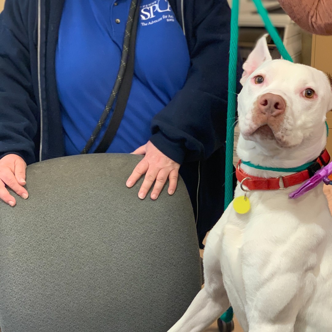 PSPCA's tweet image. Pepe is all dressed up with no place to go...&amp;amp; he is in need of a job. This super smart boy is looking for an active adoptive or foster home ASAP to keep him mentally and physically stimulated.

There is no easy way to say it, he is deteriorating here. Please share for Pepe.