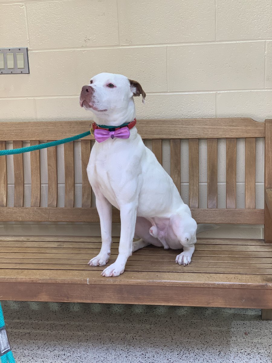 PSPCA's tweet image. Pepe is all dressed up with no place to go...&amp;amp; he is in need of a job. This super smart boy is looking for an active adoptive or foster home ASAP to keep him mentally and physically stimulated.

There is no easy way to say it, he is deteriorating here. Please share for Pepe.