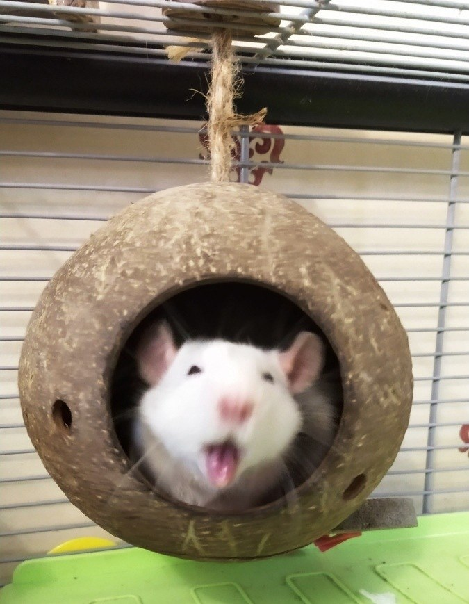 rdRatsAndCo's tweet photo. Jack and Alec messing around in their coconut shell hideout! #petrats #rats 

See more of J&amp;A at https://t.co/gNEkj2Rsun https://t.co/IpQLlTnOe5
