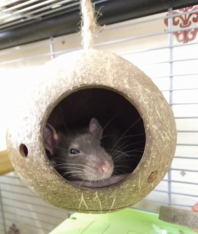 rdRatsAndCo's tweet photo. Jack and Alec messing around in their coconut shell hideout! #petrats #rats 

See more of J&amp;A at https://t.co/gNEkj2Rsun https://t.co/IpQLlTnOe5