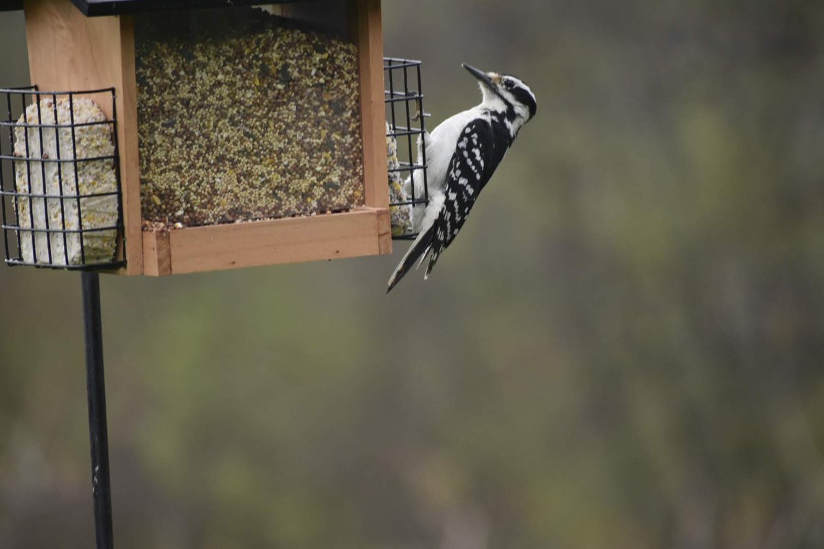#backyardbio woodpecker in Stafford Springs, CT nature in our backyard
