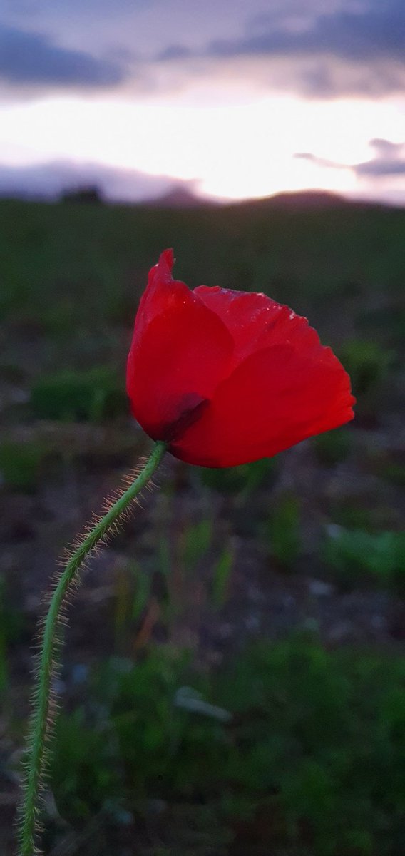 C_Krummel_IE's tweet photo. #poppy #sugarloaf https://t.co/ogavC9YH14