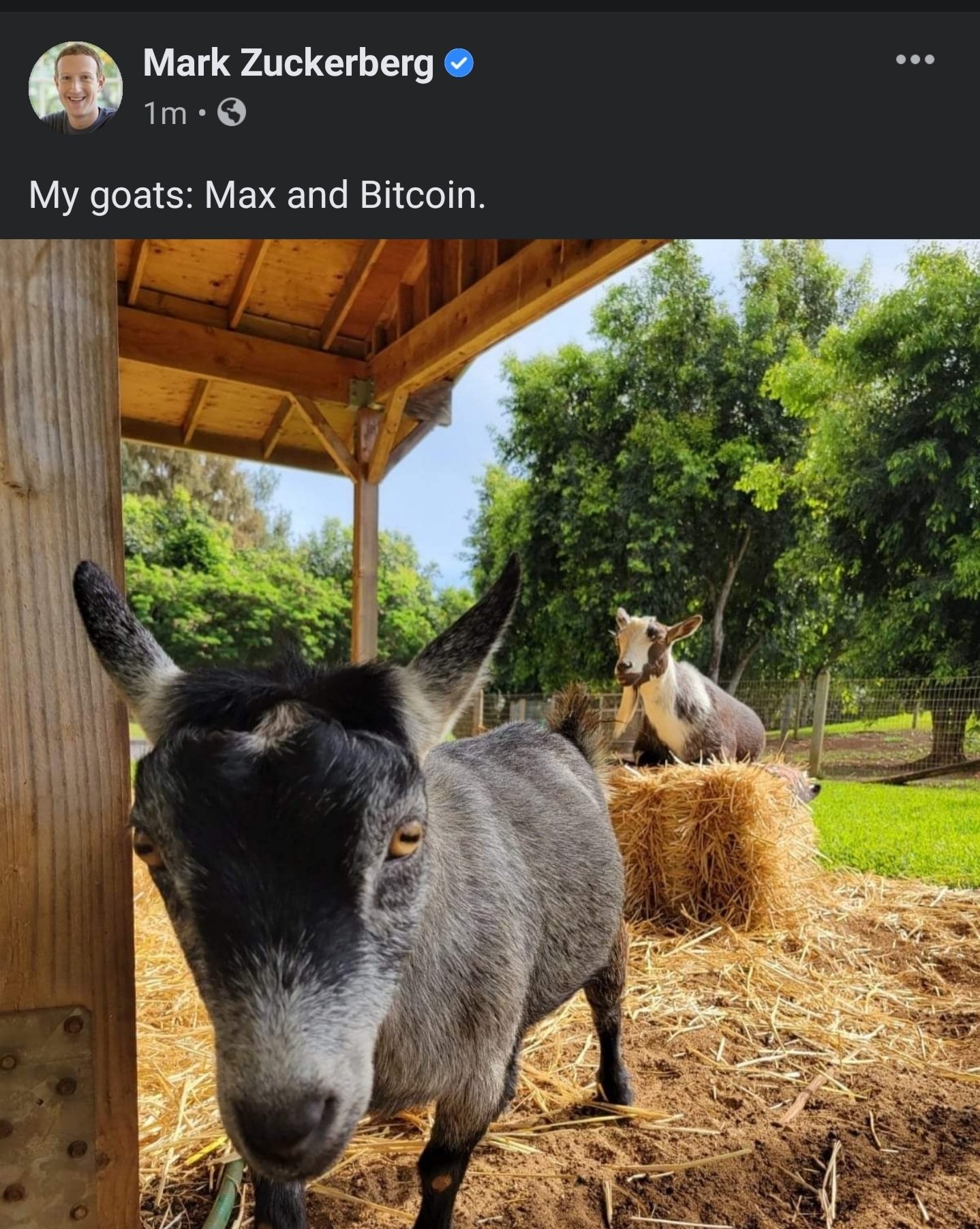 Mark Zuckerberg et ses deux chèvres : Max et Bitcoin