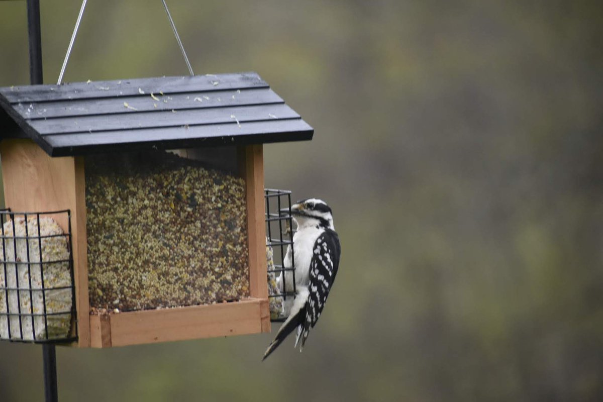 #backyardbio @SciJesse Whatever it takes to take a great picture of nature #camouflage