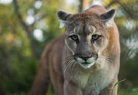 PamelaW04214535's tweet photo. @PamKeithFL True strength never approaches its prey loudly!! Silence is a Strategy!! #strategyoverstress #thegame #strength #courage https://t.co/vfMmx5xuH6