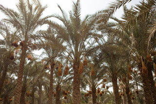 The official description is "lion attacking bull"...That's it...That's it? Of course not...This is another complex animal calendar marker. This one telling people when to harvest dates...That's a date palm full of fruit on the right...