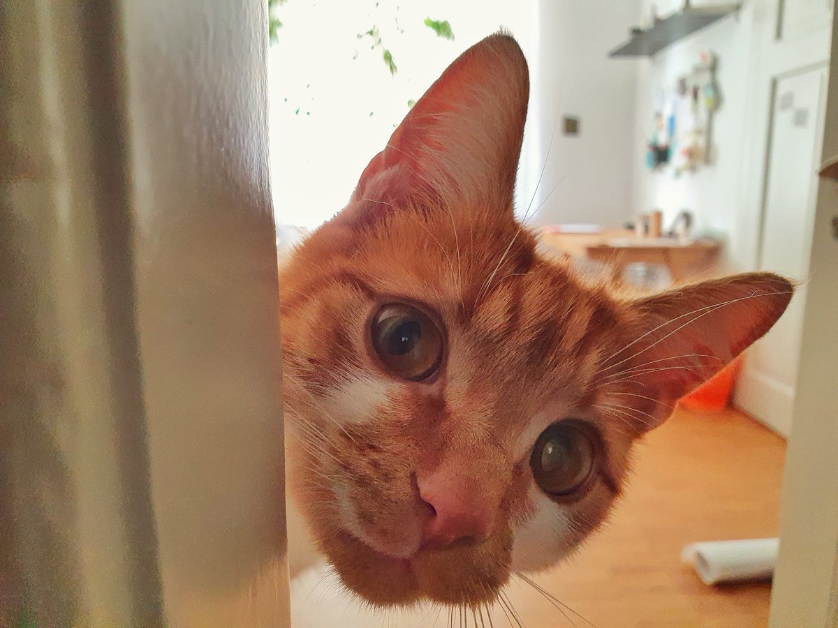 Na, wer hat hier heute seinen 1. Geburtstag?
#bestermitarbeiter #teamlui #CatsOfTwitter