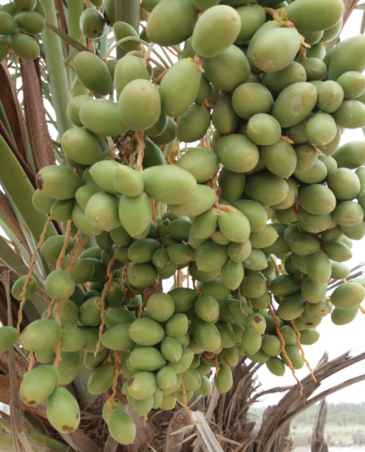 Late July and early August is date harvesting season in Iraq, when within the span of a few weeks the desert sun turns hard green spheres into tender, golden brown fruit prized for its sweetness...