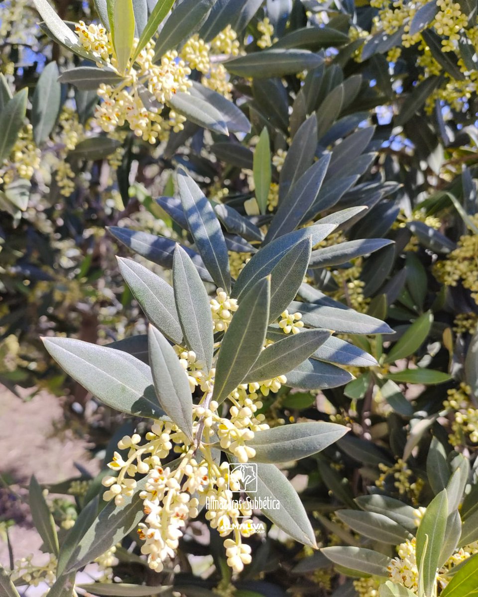 mejoradeolivo's tweet photo. Muchas fotos con flores de olivo últimamente, se nota que estamos en plena época de floración!!! 📷📸 https://t.co/nkMLHQUT9b