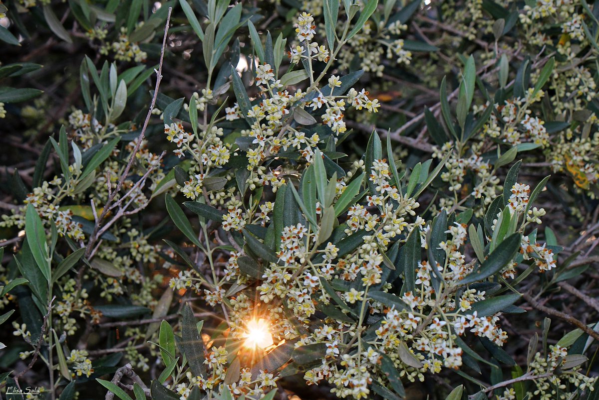 mejoradeolivo's tweet photo. Muchas fotos con flores de olivo últimamente, se nota que estamos en plena época de floración!!! 📷📸 https://t.co/nkMLHQUT9b