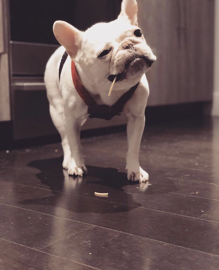 if you feel sad or overwhelmed about the news, just watch this thread about petunia, i promise it’s safe<3 and please respect their privacy!!!