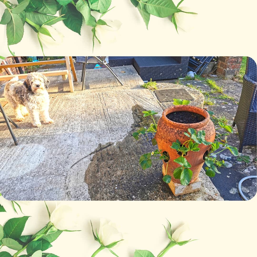 Shower Time for the 🌱 House Plants 🌿 & Watering Time for the 🍓 Fruit & Veg 🥬

All growing nicely it seems.

#houseplants #houseplantclub #growyourownfood #gardening #vegetablegarden #vegetables #plants