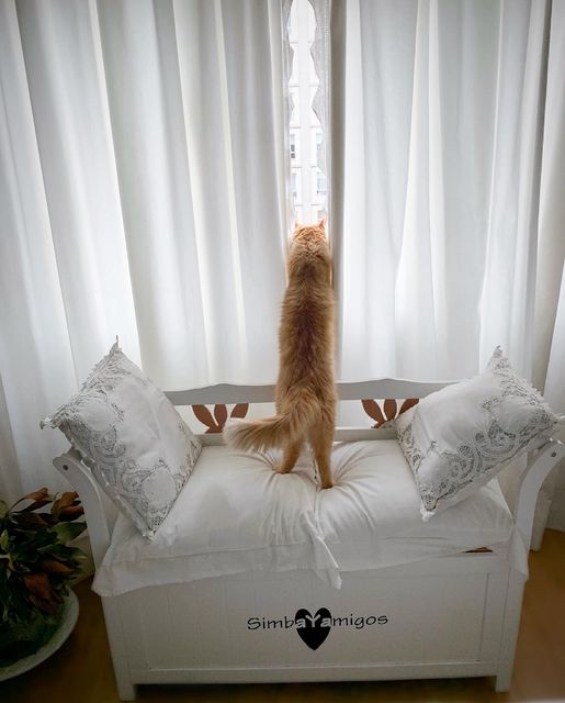 simbayamigos's tweet photo. Fin del estado de alarma ¿Qué estará pasando ahí fuera? Id con cuidado🚨🔚👀⚠️🙏🏻😽
#gatocurioso #curiosidades #cotilla #cotilleando #gatocotilla #gatos #gato #gatosdelmundo #gatoslindos #gatosespaña #gatosespaña #gatofamoso #cats #catlife #catlovers #estaodealarma #simbayamigos https://t.co/dglRcJel3z