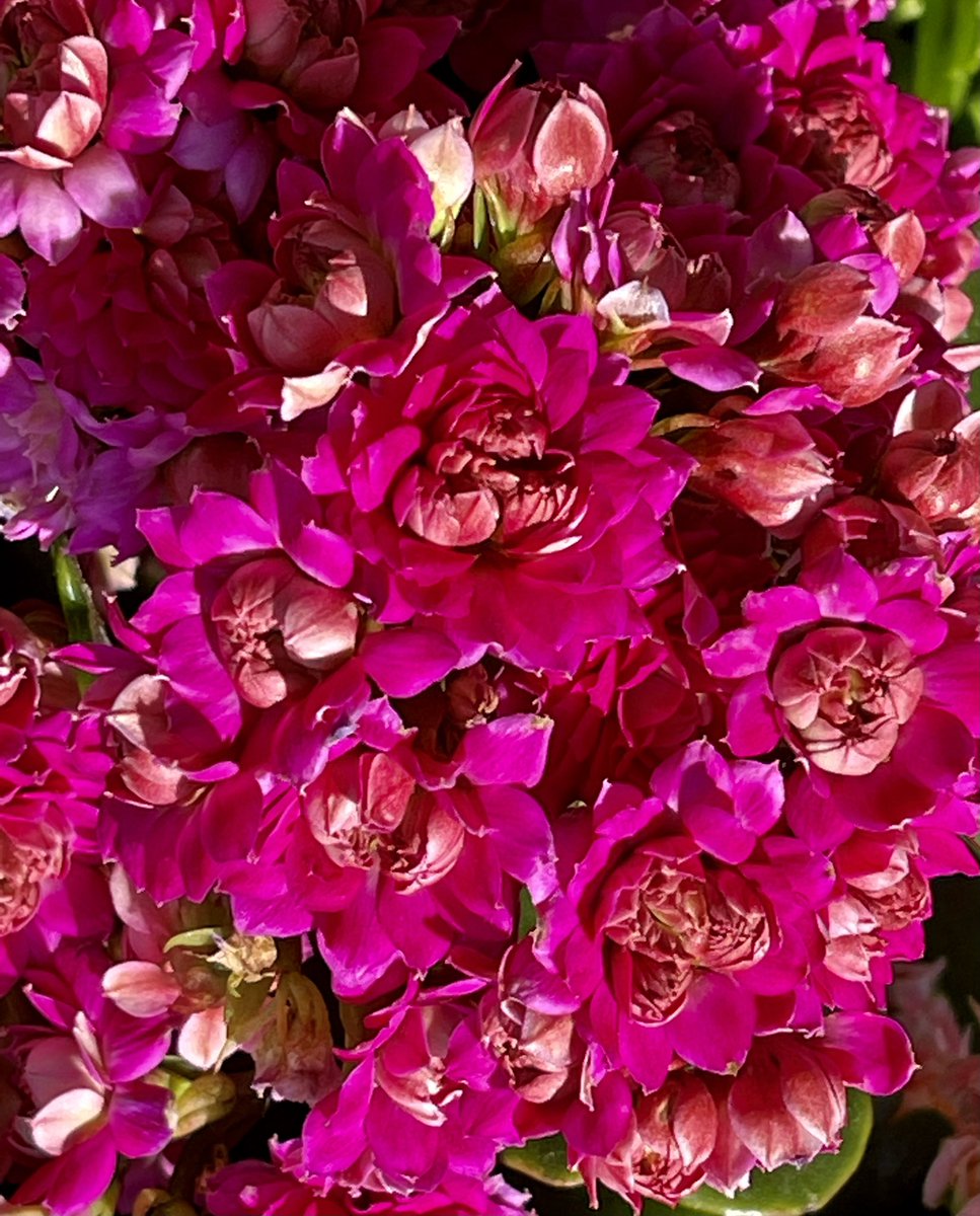 HybridCallsCEO's tweet photo. #AXSchat hi everyone from sunny #NorthCarolina where the flowers are a popping!
Working on updating company materials to include #HybridCalls patented #technology this week.
#UserExperience #Text #Talk #Captions #privacy #inclusion #a11y #FactIcons #AI #communications https://t.co/GqGw2twTBU