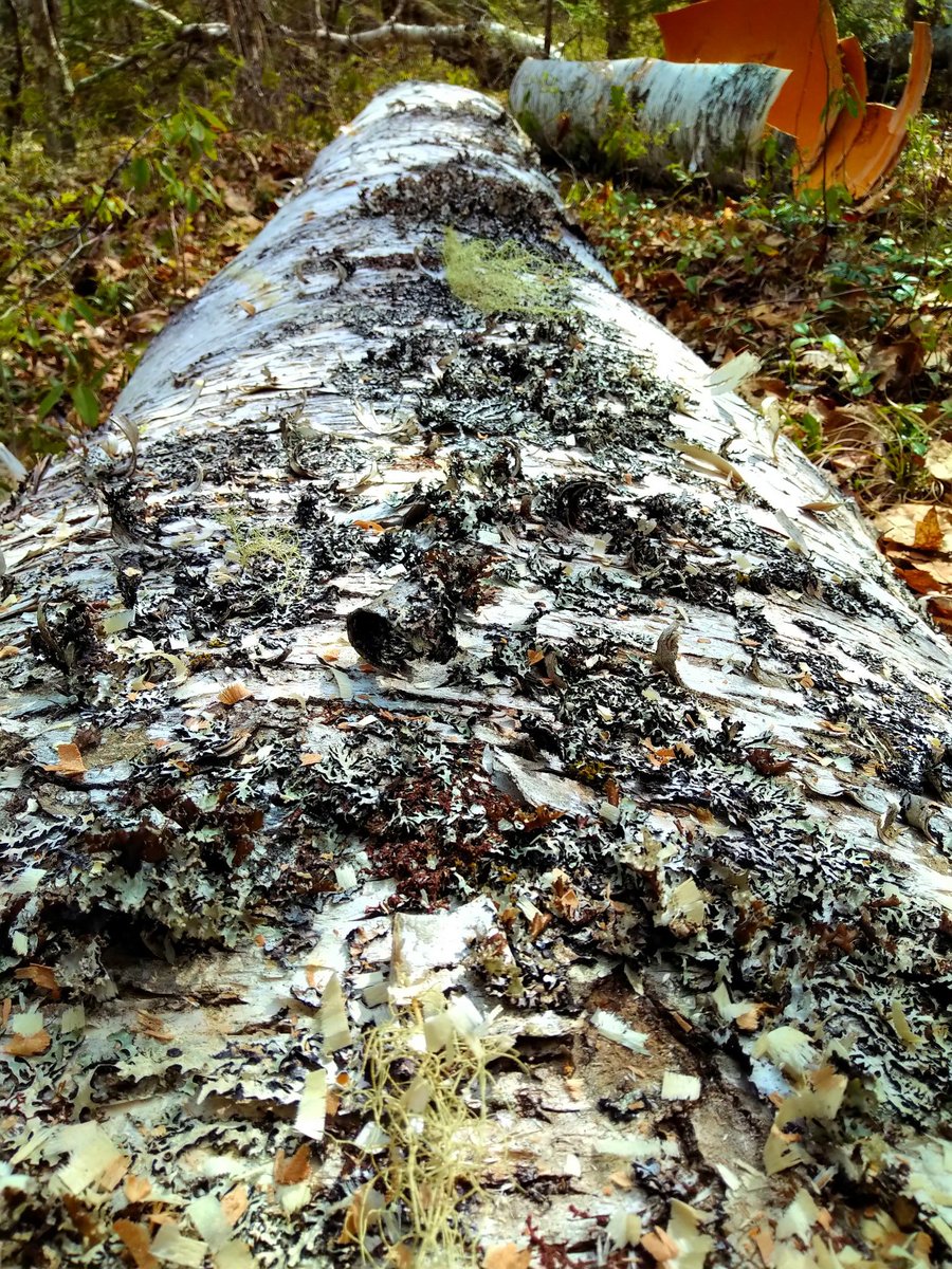 Mel7Labrador's tweet photo. Not a bad few hours. Scouting for #birchbark.
No #bears.
Tons of flies.
#Kespukwitk #mikmaq #indigenous #labradorfamily #wikuom #canoe #builders
@toddlabrador77 https://t.co/ZOTLEddD54