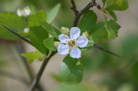 class_hedgehogs's tweet photo. Hawthorn (also called May, after the month when it usually flowers): See if you can find this tree in our school grounds or on your walks in Chippenham? It's a medium sized tree, often used as hedging, with pale green leaves, thorn covered twigs, white flowers and red berries. https://t.co/DZP0LFCOCC
