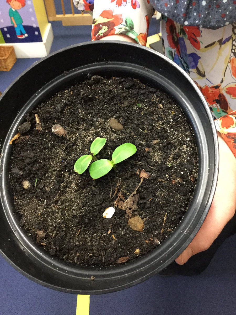 OwletsStlaws's tweet photo. Wow Owlets @stlaws_school. Our sunflowers seeds @Morrisons seeds of hope are growing well. I think we may have green fingers #seedsofhope https://t.co/rtvn7m2Y45