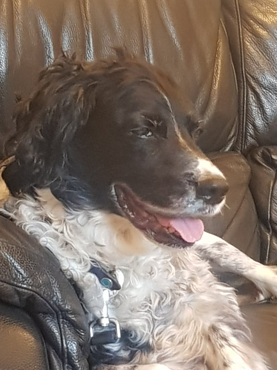 OWaltir's tweet photo. This ferocious monster has been desperately trying to go for a long walk but he had an operation on his cruciate ligament and is really fidgety. https://t.co/inqhHyQ0Gv