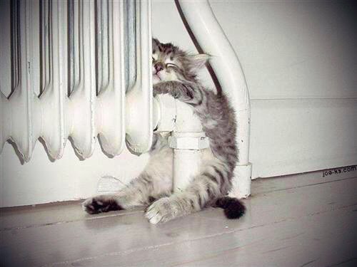 MissCar0lina's tweet photo. ‘Sleep like you love the warmth here on twitter’
#sleeplike https://t.co/mxUleOgpxd