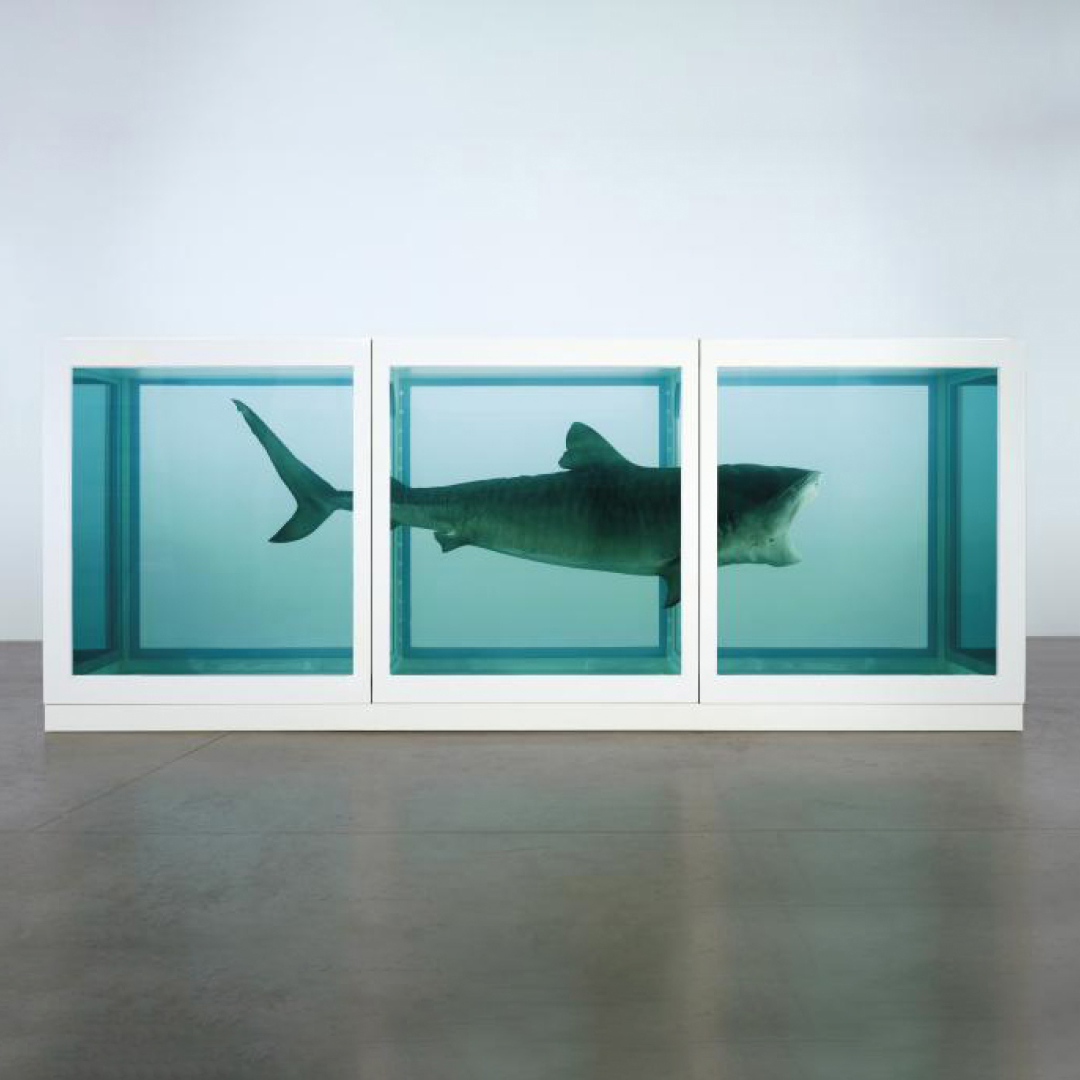 Contributeto2's tweet photo. What if Damien Hirst never was?
🦈
A shark would just be a shark.
Likes alone don’t make great artists.
🦈
#contributeto #artists #likesalonedontmakegreatartists
#damienhirstskull #damienhirstshark
#damienhirstgallery #damienhirstspotpainting #damienhirstalexandermcqueen https://t.co/fsBJNW8h1i