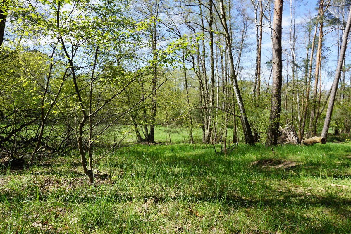 MolinaGosch's tweet photo. Die Seele im Wald mit summervibes baumeln lassen ✔️🙌🌺👏🌳🎉 Danke, liebe #Natur, dass du dies möglich machst! #liebegewinnt #liebeerde #klimaschutz #naturelove https://t.co/WVveHtQchG