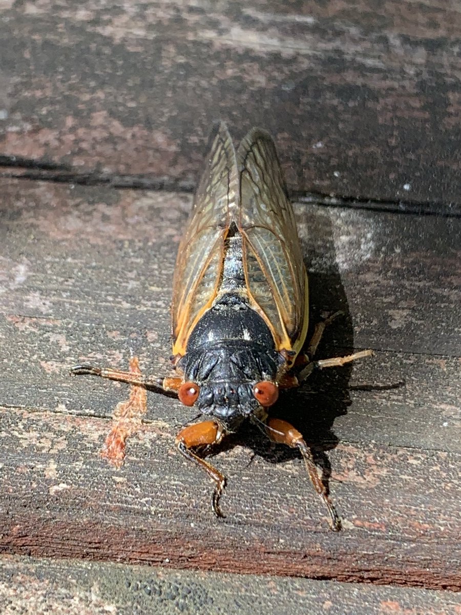 Ms Hollen’s 5th grade tweet media