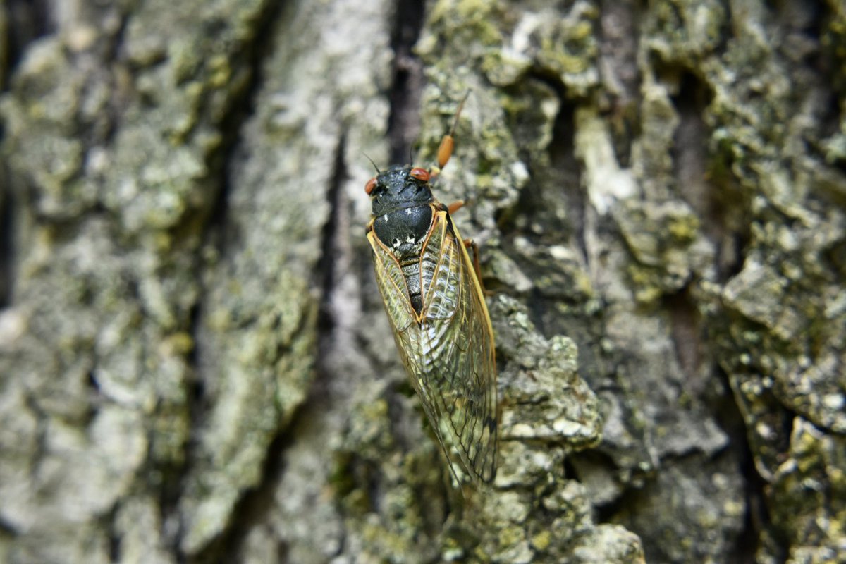 The cicadas finally started emerging in force last night! Look out DC!

#BroodX #cicada #CicadaWatch2021 #BroodXcicadas