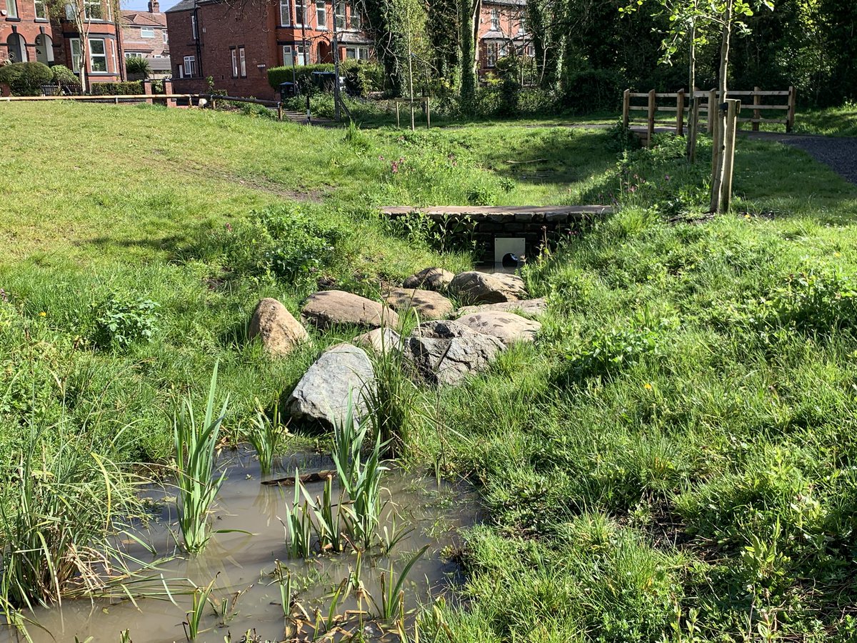 The scheme i helped design with @WA_LLP for <a href="/CityofTreesMcr/">City of Trees</a> at Dales Brow in Salford was looking nice today in the sun after a storm. Storing flood water, providing habitat and improving a new recreational space. Trees include downy birch, rowan, alder and new horizon elm.