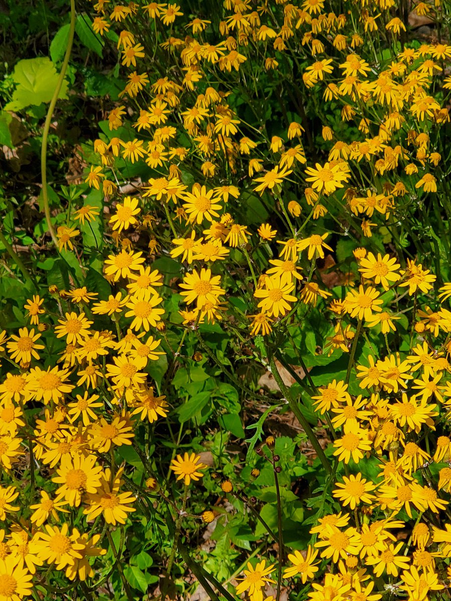 Golden Ragwort along our road. There are so many pretty wildflowers in bloom right now! #homestead #homesteading #mountainlife #homesteadersofamerica #wildflowers #easternwildflowers #ragwort #goldenragwort #spring #forest #nature #natutephotography #flowers #landscape