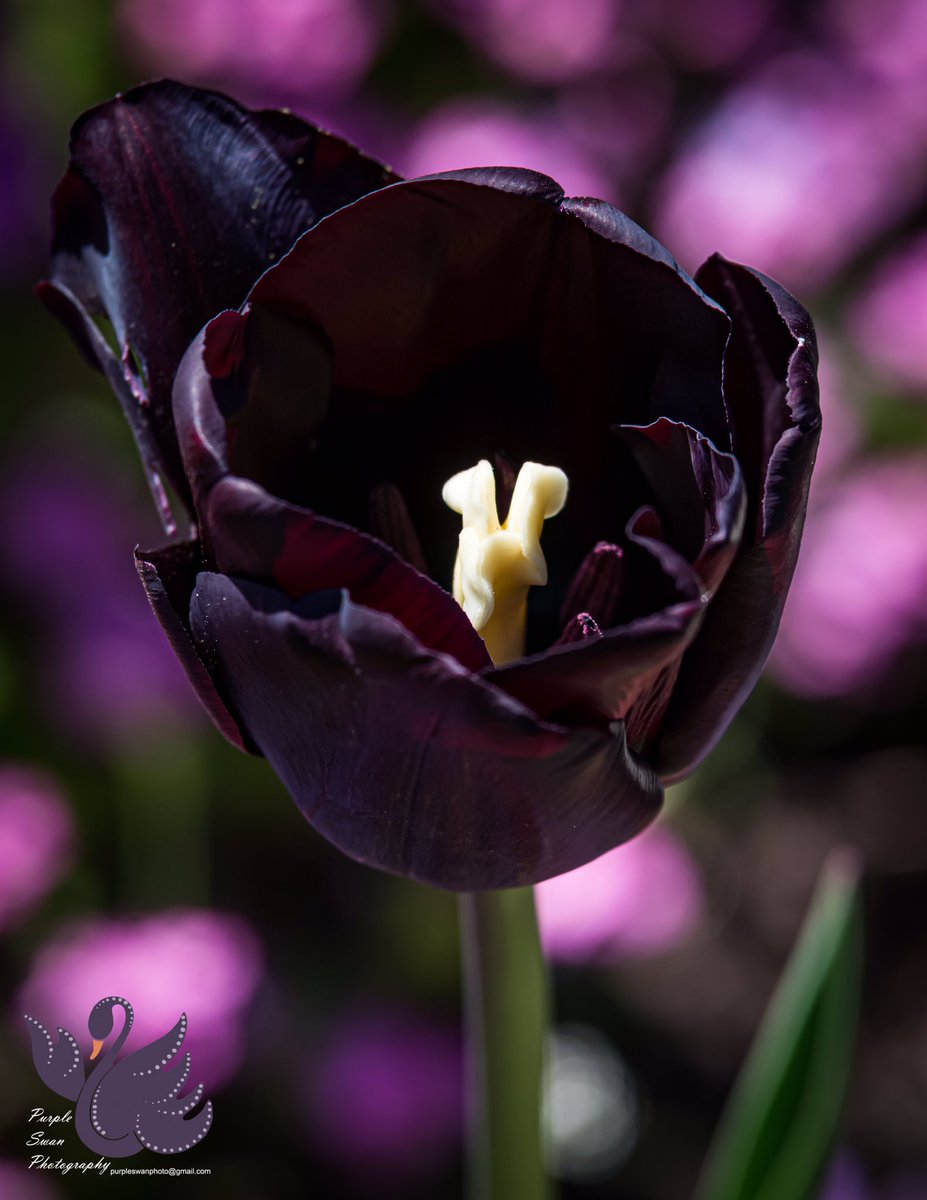 purpleswanphoto's tweet photo. @ParentsVoiceWor Have you seen the tulips in #CripplegatePark? Stunning! #WorcestershireHour https://t.co/WlC0qkeP43