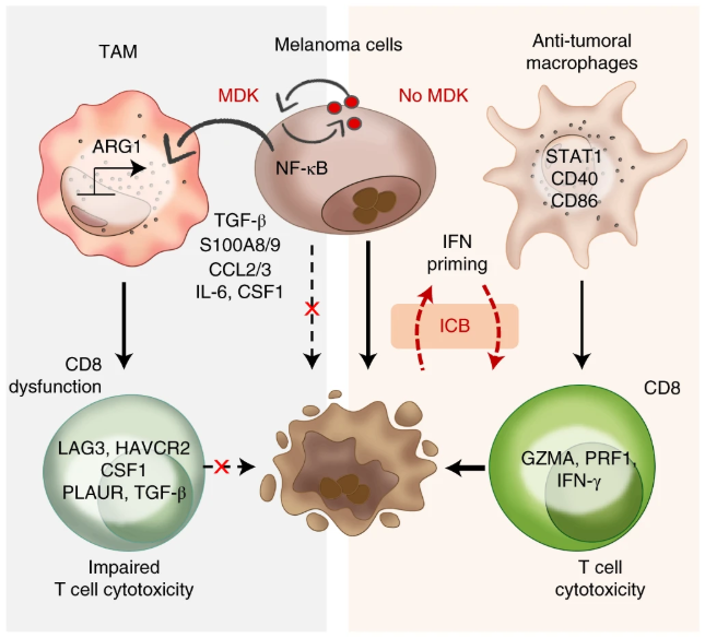 Midkine and Immune Response