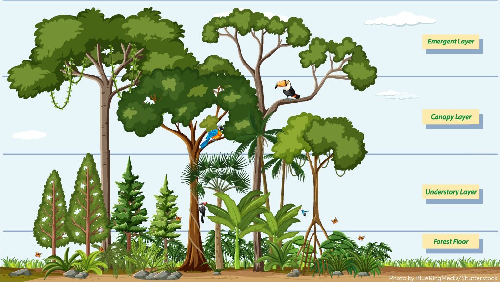 Canopy Layer Diagram
