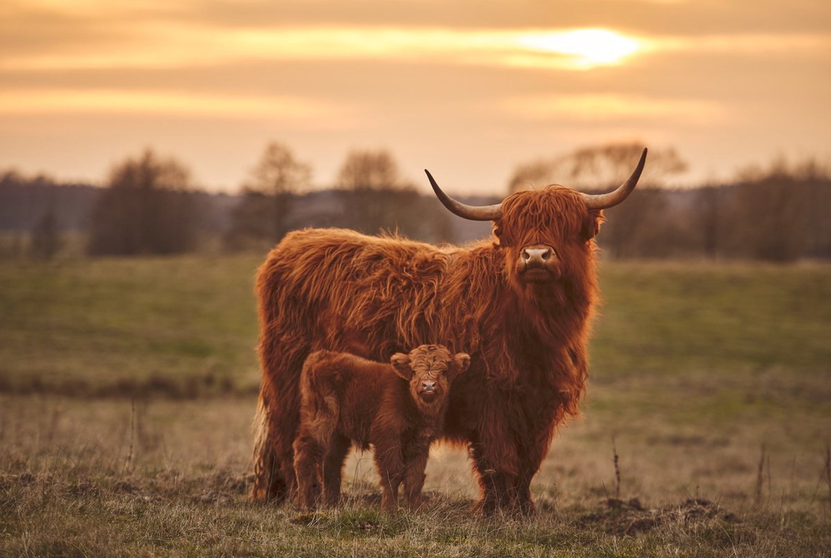 Mini moo 🐮