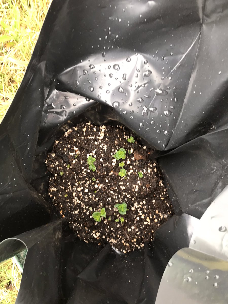 MrsBatemanFS's tweet image. Some of the amazing diversity of plant life we saw today.