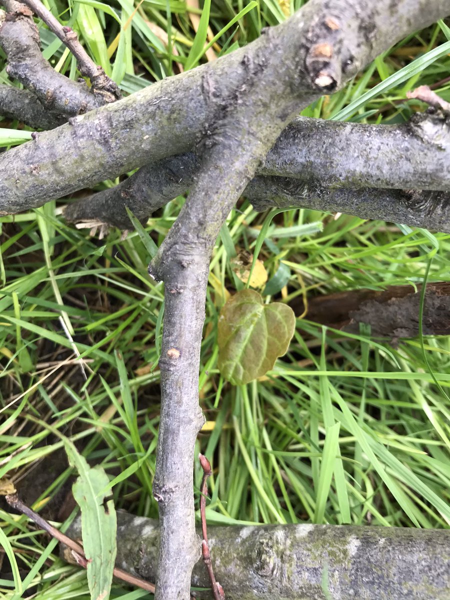 MrsBatemanFS's tweet image. Some of the amazing diversity of plant life we saw today.