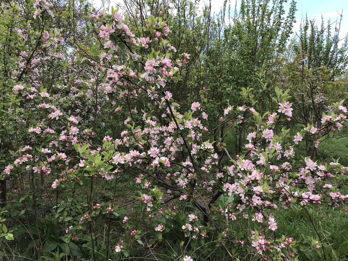 MrsBatemanFS's tweet image. Some of the amazing diversity of plant life we saw today.