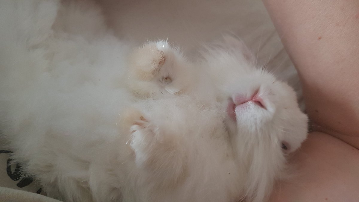 minipaws_diary's tweet photo. Cuddle wiff my Moma
. 
.
.
#bunny #kanin #nellie #vitkanin #whitebunny #fromsweden https://t.co/aLo0RunVRz