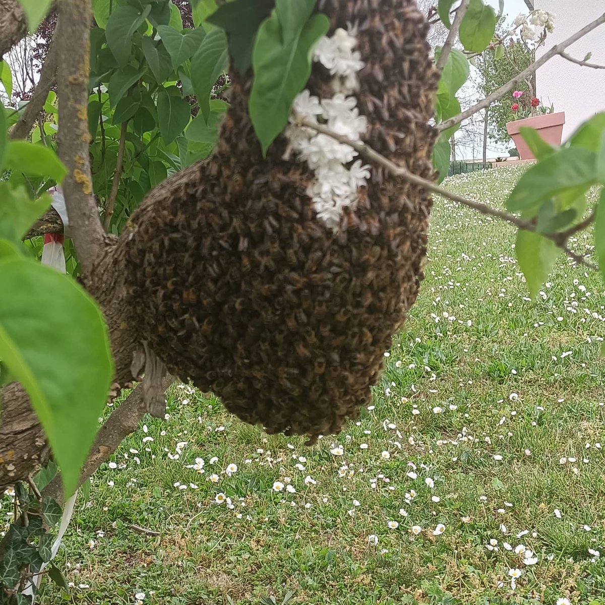 MieldeChampagne's tweet photo. Alerte Alerte ! 🚨🚨
1er essaim de sorti ! 🐝
Ça y est la saison est officiellement commencée ! 
L'essaimage c'est le moyen de reproduction naturel des abeilles...🌷🌹🥀🌸🏵️🌻🌼🏵️ https://t.co/Xn4xygZGY5