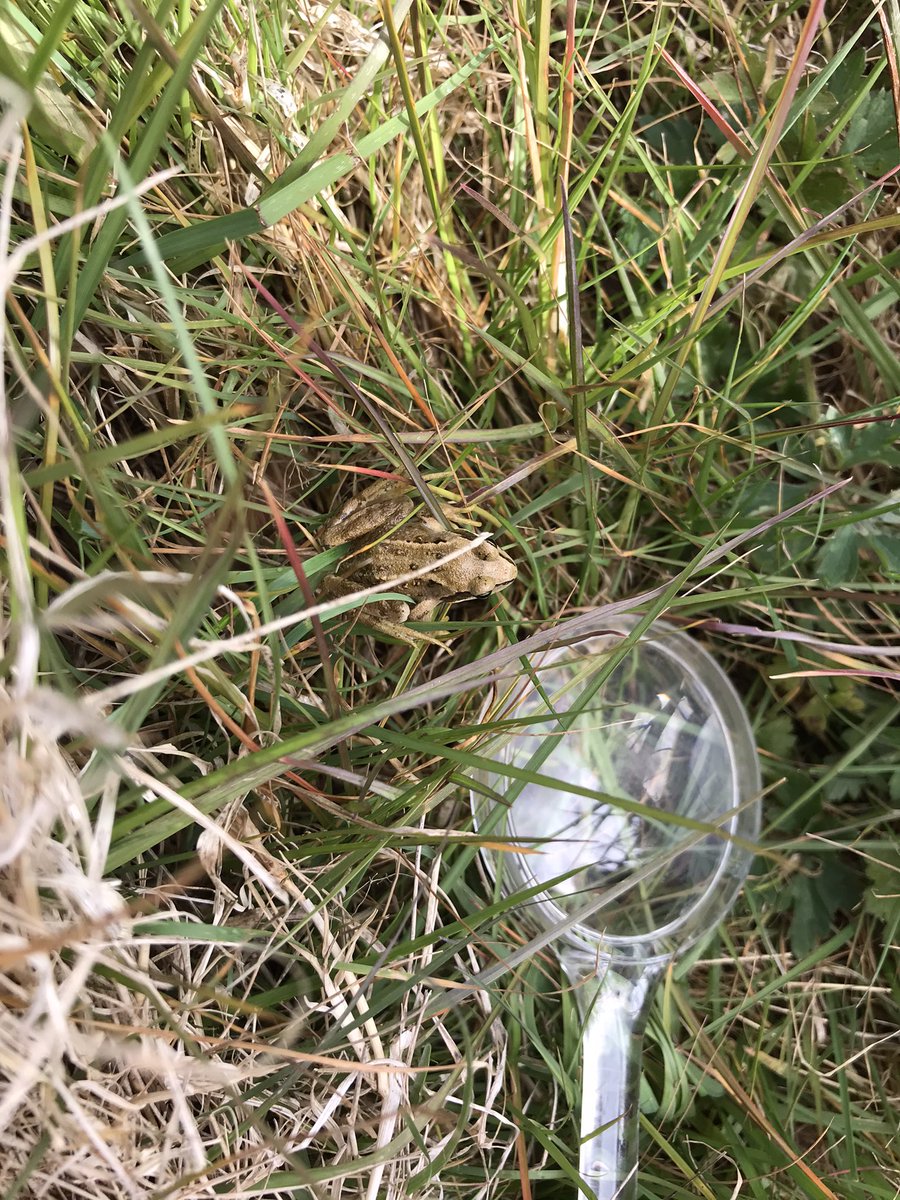 MrsBatemanFS's tweet image. Year 3 and 4 became nature detectives today as part of @CRESTAwards