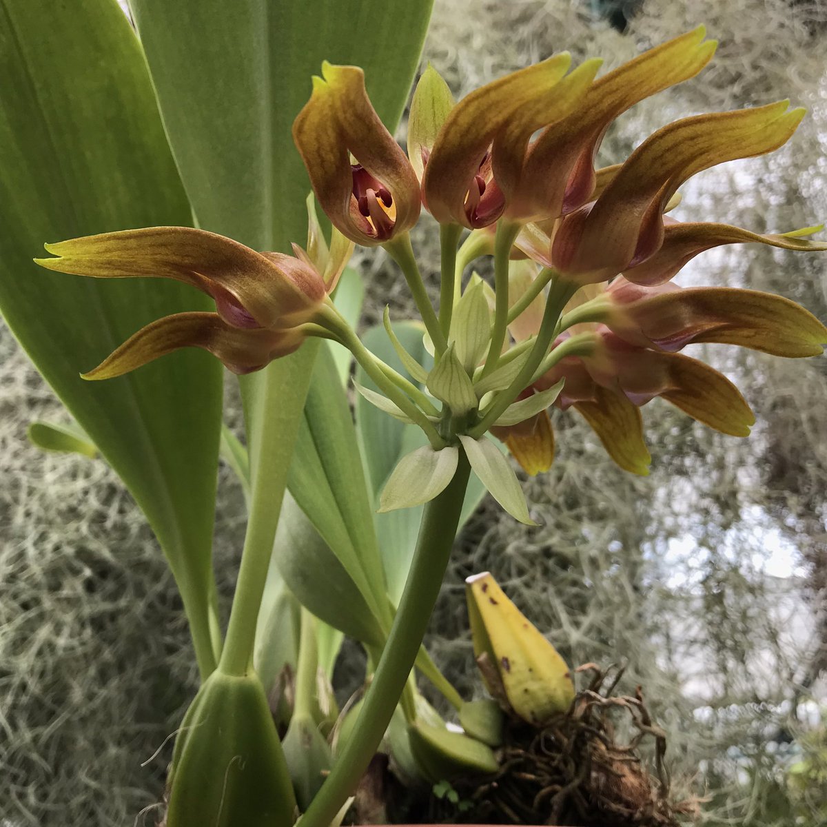 From New Guinea, found in rainforest  between 100-600m is Bulbophyllum graveolens, it’s now in flower <a href="/TheBotanics/">Royal Botanic Garden Edinburgh</a> #RBGEhort
