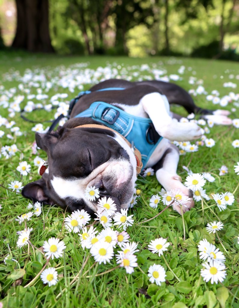 Sending love and positive vibes wherever it is needed. 🐶❤️