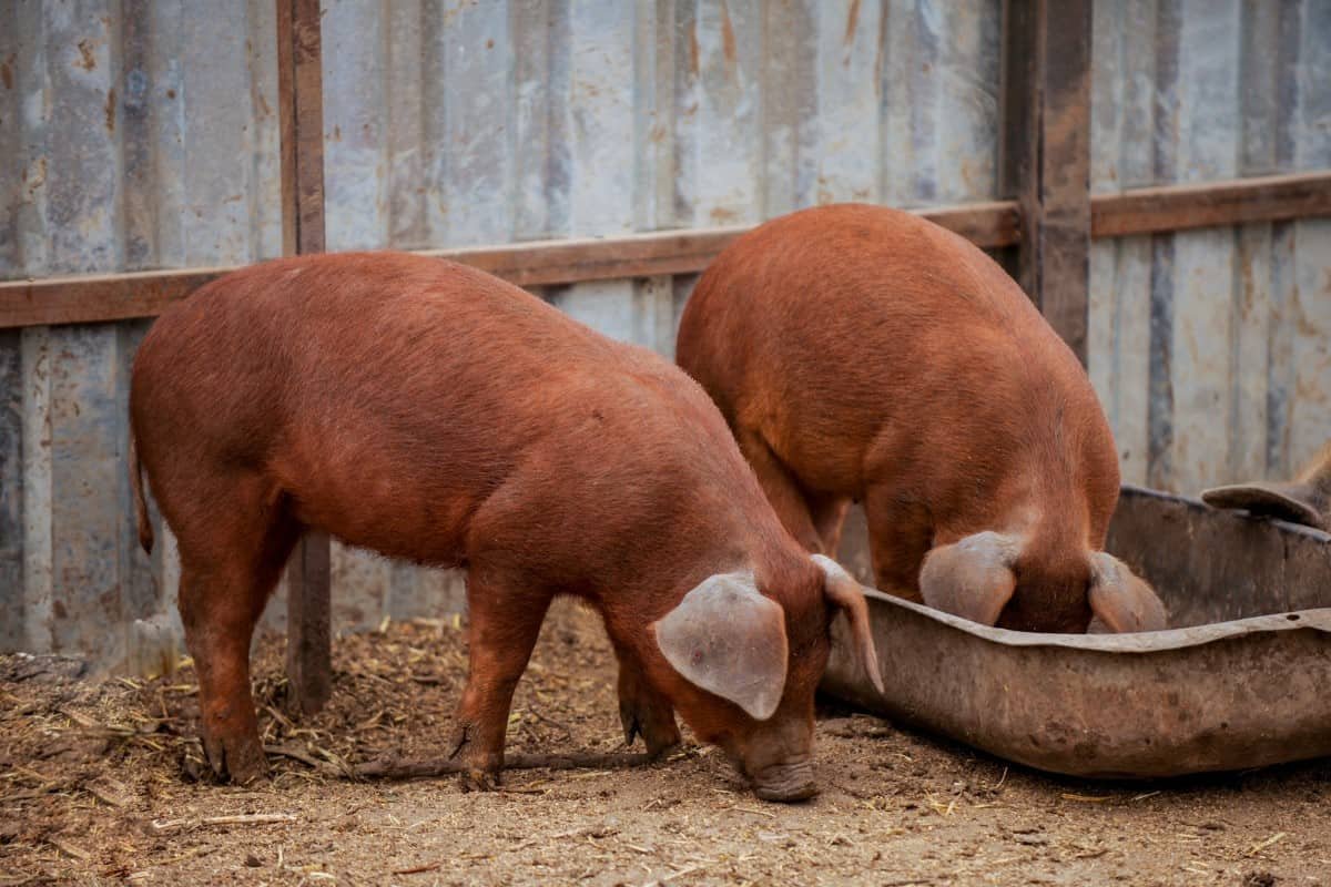 The long awaited next installment in my livestock breed guide: pigs!Breed 1: the duroc pigNotable for their flavorful pork, these reddish pigs are among the oldest commercial pig breeds and are popular for mixed breeding. Benefits include lack of aggression and large size.