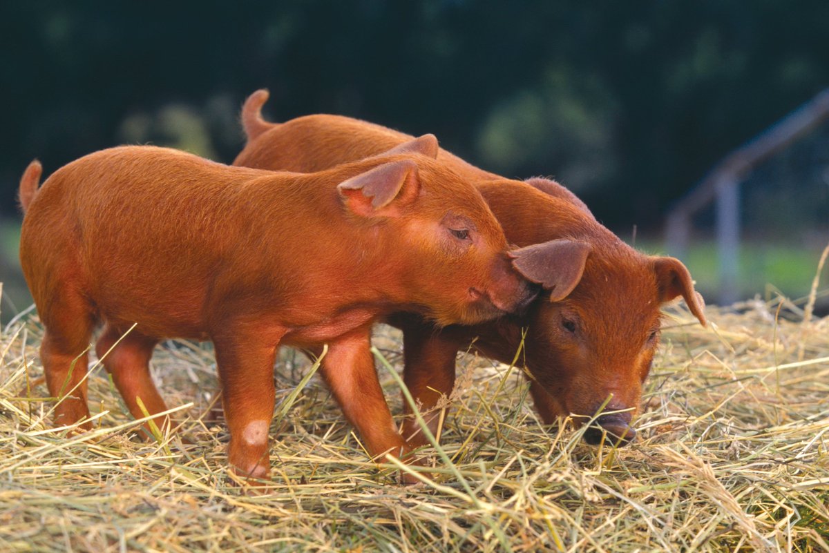 The long awaited next installment in my livestock breed guide: pigs!Breed 1: the duroc pigNotable for their flavorful pork, these reddish pigs are among the oldest commercial pig breeds and are popular for mixed breeding. Benefits include lack of aggression and large size.