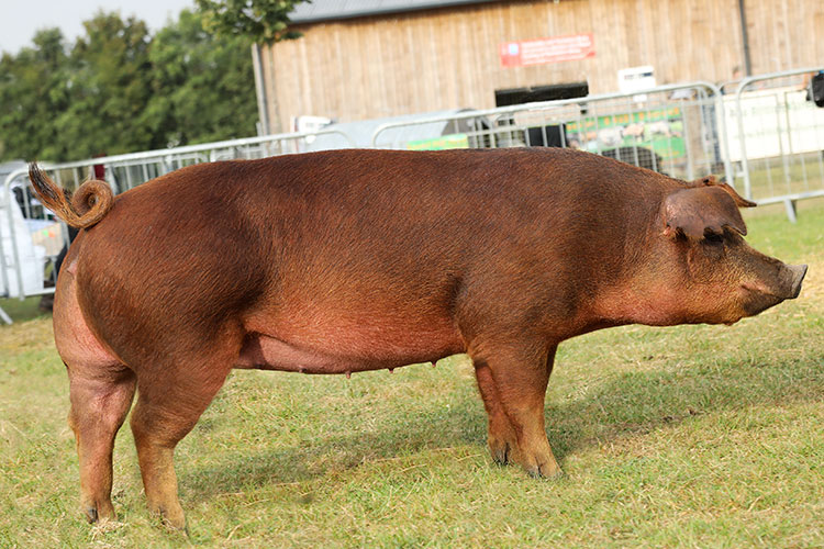 The long awaited next installment in my livestock breed guide: pigs!Breed 1: the duroc pigNotable for their flavorful pork, these reddish pigs are among the oldest commercial pig breeds and are popular for mixed breeding. Benefits include lack of aggression and large size.