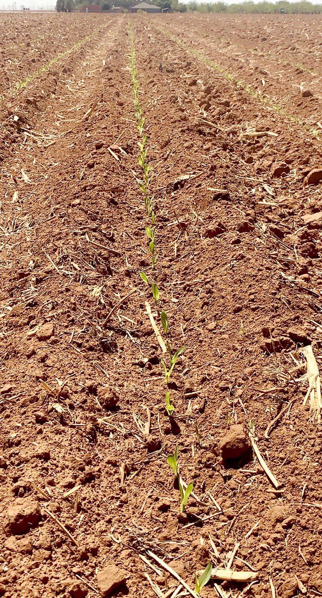 Dynagro 55TC29 off the a good start #dynagronation #plant2021 #corn #weneedarain