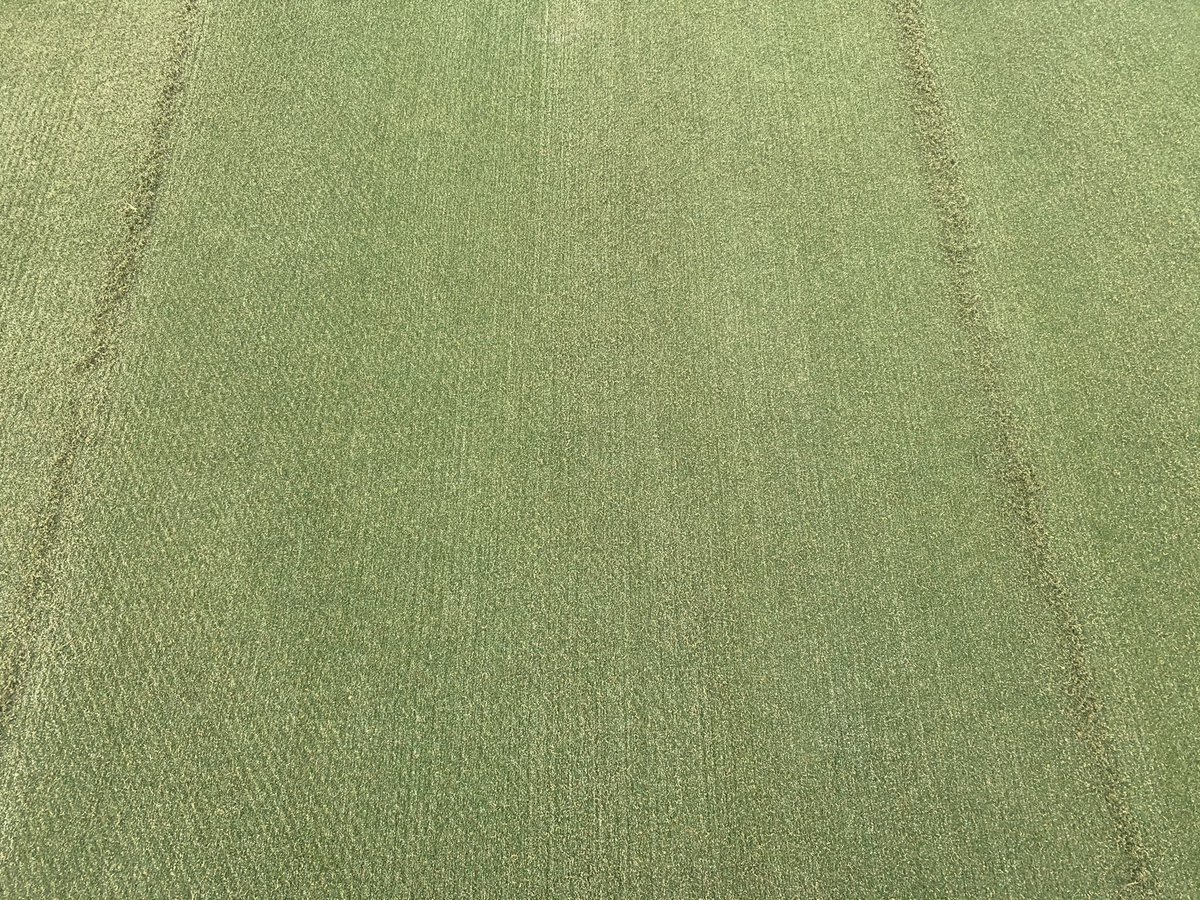 TPCPG's tweet photo. Greens Cultural Practices are full steam ahead. Double Vcut w/backtrack, double brush, and blow. Setup for tomorrow’s topdressing, ferts, and sprays and even knocked out course fertilizer app today. #solidmonday https://t.co/JaYs46mWUj