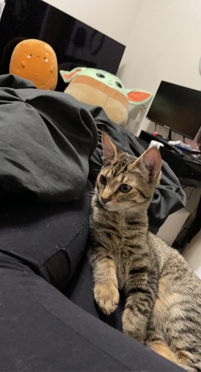 yikesjada's tweet photo. In the Eugene area my 8 month old kitten got out yesterday and if anyone has seen him to please let me know. He’s a gray domestic short hair, very friendly and he’s very skinny and long.  If he’s found of anyone has any information please contact me via dm https://t.co/pO4O723f11