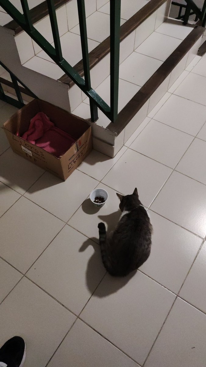 Anttoherrera's tweet photo. Mis vecinos se mudaron y abandonaron a su gatito en la puerta de su departamento. Que gente de mierda. Ayúdenme con un RT para encontrarle una nueva familia 😭😭😭😭😭 https://t.co/B1RxNUz6Ni