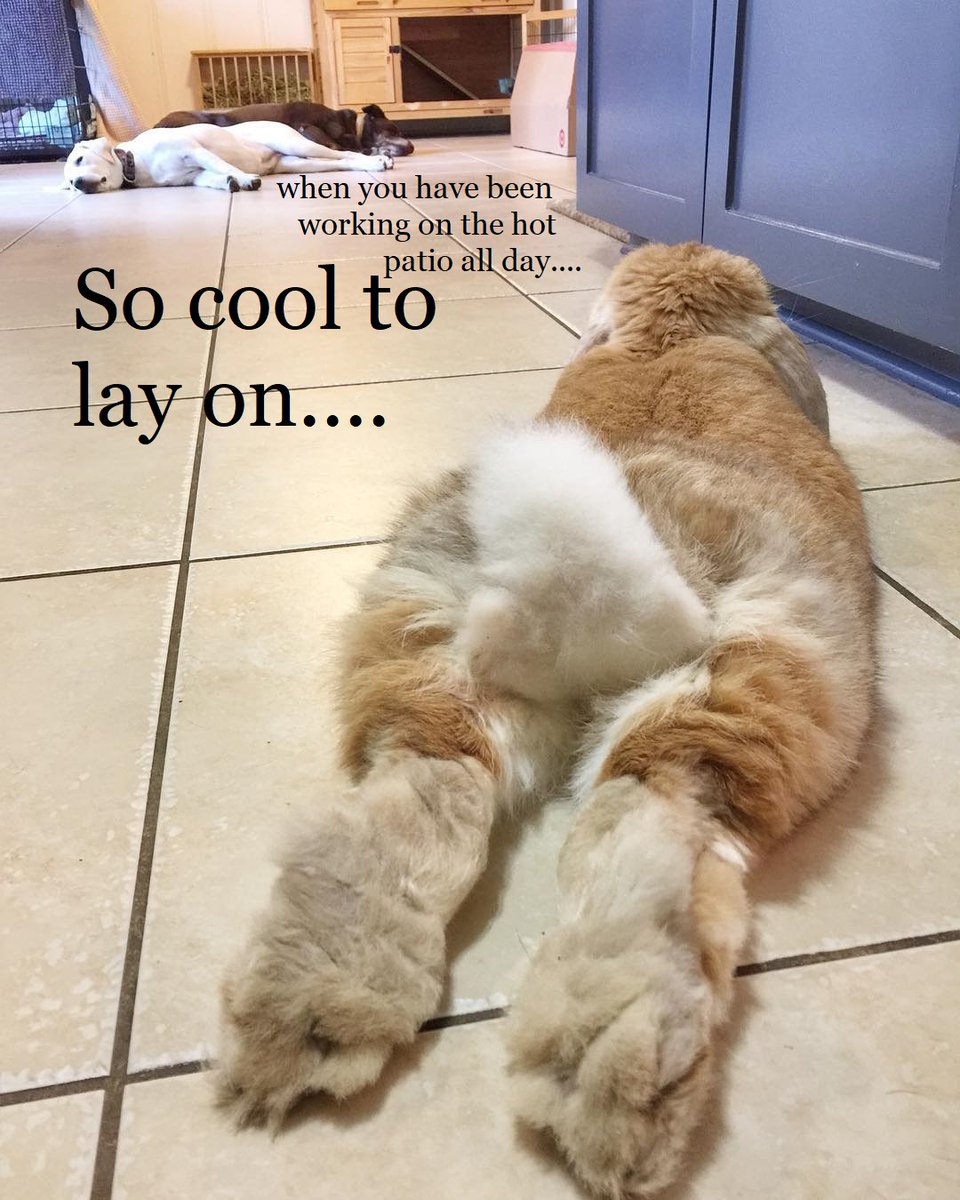 Hoppy Monday Bunday Hugs GG..Hope you are having a hoppy day.GBHFFBH..